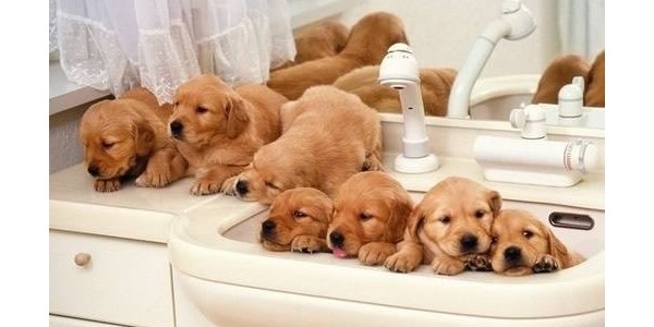 寵物健康從選擇狗窩開始